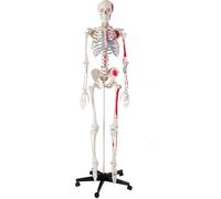 Human Skeleton Model Life-Size with Removable Arms and Legs, Open Skull, Movable Joints, Includes Muscles and Bones for Anatomy Study