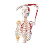 Human Skeleton Model, Medical Anatomical Life Size Skeleton Replica with Spinal Nerves, Muscle Insertion for Doctors Students