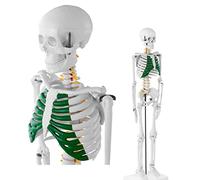 Human skeleton model Reproduction in mini format The muscular skeleton 1/2 a human skeleton of real size with painted mu