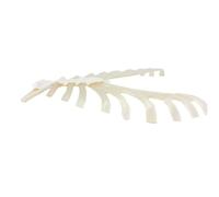 Human Skeleton Model Scattered Bone Model Rib Cartilage of Sternum for Relevant Knowledge Research and Learning