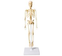 Human Skeleton Model, Small Human Skeleton Model 13.78 Inch Tall Plastic Body for Kids Realistic Anatomical Toy with Base for Classroom Demonstration Anatomical Teaching