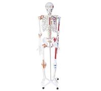 Human Skeleton Model with Half-Side Muscles, Ligaments & Color-Coded Anatomy, 67 Inch Figure Model for Anatomy Study Tools, Anatomy and Physiology Study Tools, Anatomia Humana, Human Body Model