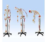 Human Skeleton Model with Removable Spinal Nerves, Muscle Insertion Points, and Joint Ligatures on Rolling Stand for Medical Education and Study