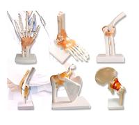 Human Skeleton Models - Hand, Foot, Hip, and Knee Ligaments for Educational Demonstration - 6 Pieces