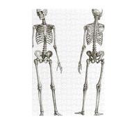 Human Skeleton Printed Wooden Puzzle 300 Piece, Cute Puzzle Game in Plastic Box for Family Entertainment and Brain Training Gifts