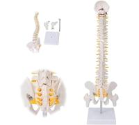 Human skeleton spine model with detachable pelvis and femur for skeletal anatomy