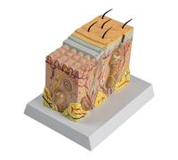 Human Skin Anatomy Model Educational Anatomical Skin Model for Medical Student Laboratory Classroom Use Education Equipment