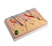 Human Skin Anatomy Model Structure Anatomical Model Anatomy Mode for Science Classroom Study Teaching Tool