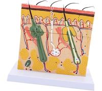 Human Skin epidermis Dermis Anatomical Structure Model Human Skin Anatomical Model 70 Times magnified Skin Section Model Section Medical Anatomy