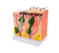 Human Skin Model 35/50/70/85X Enlarged Skin Structure Anatomical Teaching Medicine for Scientific Studies