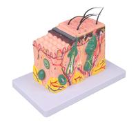Human Skin Model 35/50/70/85X Enlarged Skin Structure Anatomical Teaching Medicine for Scientific Studies