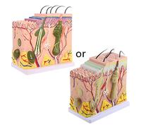 Human Skin Model Block Enlarged Anatomical Anatomy Medical Teaching Tool Teaching Models in Education of The Gifted