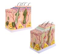 Human Skin Model Block Enlarged Anatomical Anatomy Medical Teaching Tool Teaching Models in Education of The Gifted