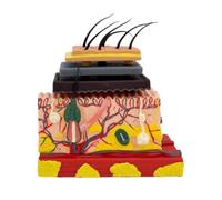 Human Skin Model Human Skin Structure Anatomical Model Easy to Use Medical Teaching Instruments for Science Study Anatomical Enlarged Tissue Structure Medicals