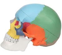 Human Skull Anatomical Medical Model, Human Skull Model 1, 1 For Anatomy The Articulated Skull Education, In A Natural