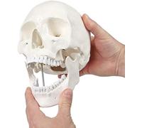 Human Skull Anatomical Medical Model, Human Skull Model 1, 1 For Anatomy The Articulated Skull Education, In A Natural