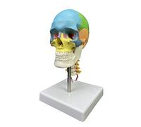 Human Skull Anatomical Model 1/2 Colored Human Head Skull Anatomical Model with Cervical Vertebra Teaching Supply Colored with Cervical Vertebra for Anatomy Research