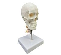 Human Skull Anatomical Model 1/2 White Head with Cervical Vertebra Teaching Supples with Cervical Vertebra for Science Classroom Study