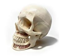 Human Skull Anatomical Model, 10 Detachable Parts 1:1 Life Size Replica, Disassembled Skull Bone Model with Sinus, Arteries, Veins & Neurological Structures for Anatomy Study & Teaching.
