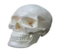 Human Skull Anatomical Model Adult Human Anatomy Head Skeleton Model with Removable Skull Cap Hand-Painted Suture Line Anatomical for Studying