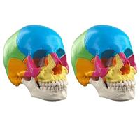 Human Skull Anatomical Model - Detachable 22 Parts Color Medical Anatomy Model for Educational Use(2 Pack)