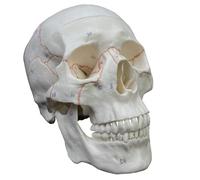 Human Skull Anatomical Model for Medical Studies, Life Size Educational Tool for Anatomy Course Demonstration and Teaching