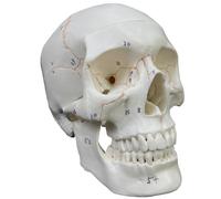 Human Skull Anatomical Model for Medical Studies, Life Size Educational Tool for Anatomy Course Demonstration and Teaching