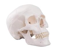 Human Skull Anatomical Model, Life Size Replica Adult with Removable Skull Cap and Articulated Mandible for Anatomy Study Teaching molds