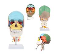 Human Skull Anatomy Model, 1:1 PVC Replica with Stand, Detailed Educational Tool for Lessons and Anatomy Study, Perfect for Students and Teachers