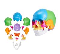Human Skull Anatomy Model 22 Pieces Removable Pvc Educational Skull For Teaching And Learning Anatomical Structure