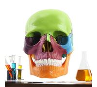 Human Skull Anatomy Model - Life Size 15 Part Detachable Structure, Medical Student Learning Tool, Science Classroom Demonstration | Biology Study Laboratory Training Display Education
