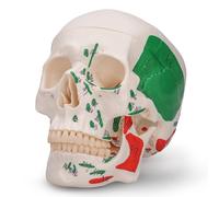 Human Skull Anatomy Model Life Size Functional Jaw Anatomical Skull Model for Teaching