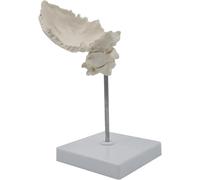 Human Skull Anatomy Model, Occipital Bone Cervical Spine Model, Life Size Occipital Bone & Cervical Vertebrae Anatomical Model with Base, for Medical Teaching Training