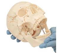 Human Skull Anatomy Model White Medical skull model with a removable brain, human skeleton model, A detachable, exploded-view human skull model with Detailed Manual (White)