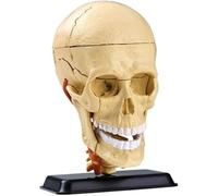 Human Skull Anatomy Model with Brain - Detailed Intracranial Nerve and Skull Structures for Medical Education and Training