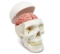 Human Skull and Brain Model, with Sutures Numbered, Life Size, Anatomical Human Head Model W/Brain, Human Skull, for Medical Teaching Learning, Medical Students and Kids Education Display Tool