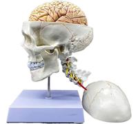 Human Skull and Brain with Cervical Vertebra Model, Life Size Anatomical Model with Sutures Numbered, for Science Classroom Study Display Teaching Model