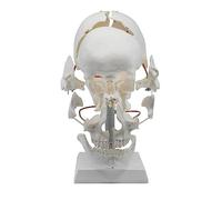 Human Skull Bone Separation Model 16 Pieces Anatomy Teaching Model