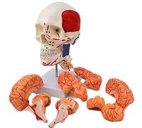 Human Skull Brain Muscle Brain Model Cerebral Artery Anatomical Model 1:1 Brain Model Skull Model Skull Attached Muscle