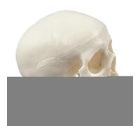 Human Skull - Mini Skeleton Head - Realistic Small Skull Halloween Crafts Decor for Classroom Anatomy Teaching Study Learning Educational