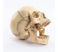 Human Skull Model 1:2 Medical Education Aid Human Skull Anatomy Model Detachable 15 Pieces 10 Anatomy Biology