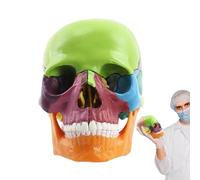 Human Skull Model - 15-Part Life Size Detachable Anatomy Model, Realistic Cranial Structure with Removable Skull Caps and Detailed Bone Markings | Ideal for Medical Study Classroom Laboratory Teaching