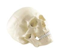 Human Skull Model, 8.7x6.3x9.3in, PVC Anatomy Study Tools for The Human Body, Anatomia Humana Figure Model, Anatomy Models Human Body, Anatomy Jane Doll