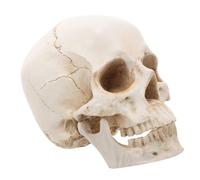 Human Skull Model Anatomical Detachable Skull Head for Education and Teaching Realistic Human Anatomy with Lifelike Details for Research and Collection