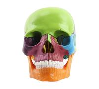 Human Skull Model, Anatomical Head Duplicate, 15 Part Life Size Design, Realistic Bone Detail, Cranium Caps Included, Best Medical Study and Enhanced Learning 5.75x4.02x3.43 Inches