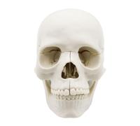 Human Skull Model, Anatomical Head Duplicate, 15 Part Life Size Design, Realistic Bone Detail, Cranium Caps Included, Best Medical Study and Enhanced Learning 5.75x4.02x3.43 Inches