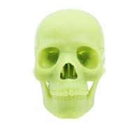 Human Skull Model, Anatomical Head Duplicate, 15 Part Life Size Design, Realistic Bone Detail, Cranium Caps Included, Best Medical Study and Enhanced Learning 5.75x4.02x3.43 Inches