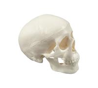 Human Skull Model - Anatomy Skeleton , Realistic Bone Model for Medical Art Learning, Educational Teaching Tool