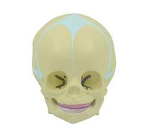 Human Skull Model Baby for Head Skull Anatomy with Movable Lower Jaw 1: 1 Life Size 30 Weeks Baby for Medical Study Head Skeleton