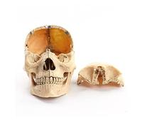 Human Skull Model Detachable Mini Skull Model Anatomy Model Including 15 Parts with Human Skull Assembly 1:2 Medical Sk